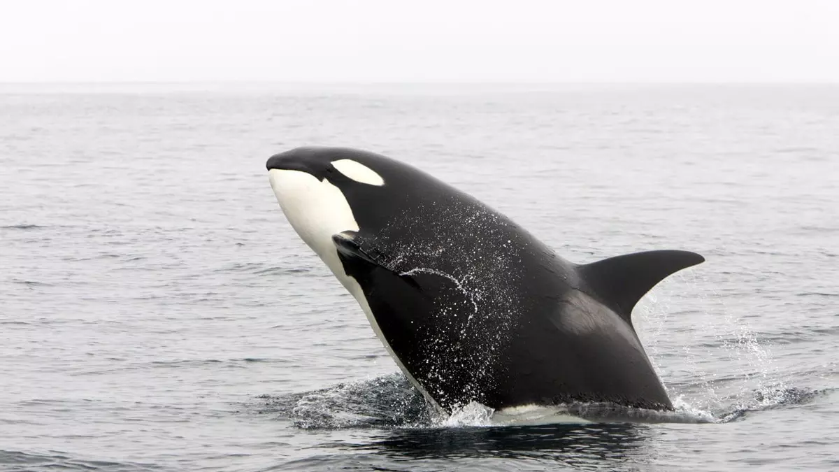Sorpendente hallazgo: las orcas se acercan a los humanos para ‘regalarles’ comida