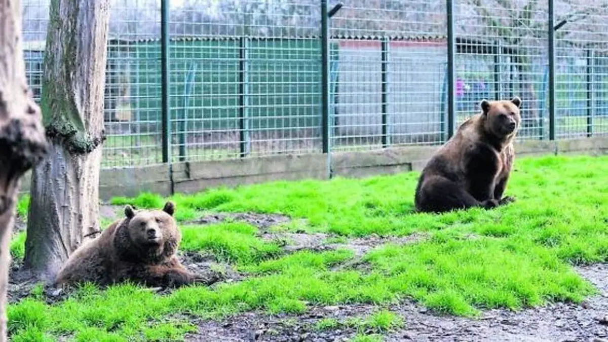 Dos osos que llevan 30 años cautivos en León serán trasladados al fin a un santuario natural de Alemania