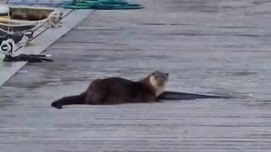 Nuevas y glotonas «vecinas» en el puerto deportivo de Cangas