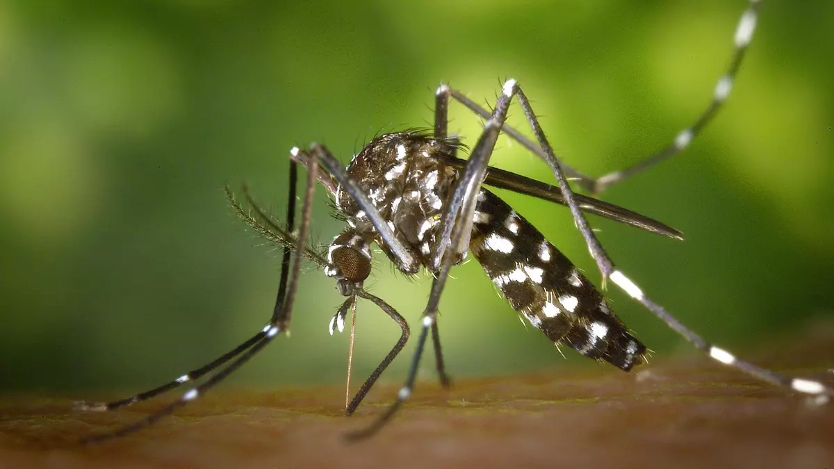 Los mosquitos ganan terreno: la temporada de riesgo, cada vez más larga e intensa