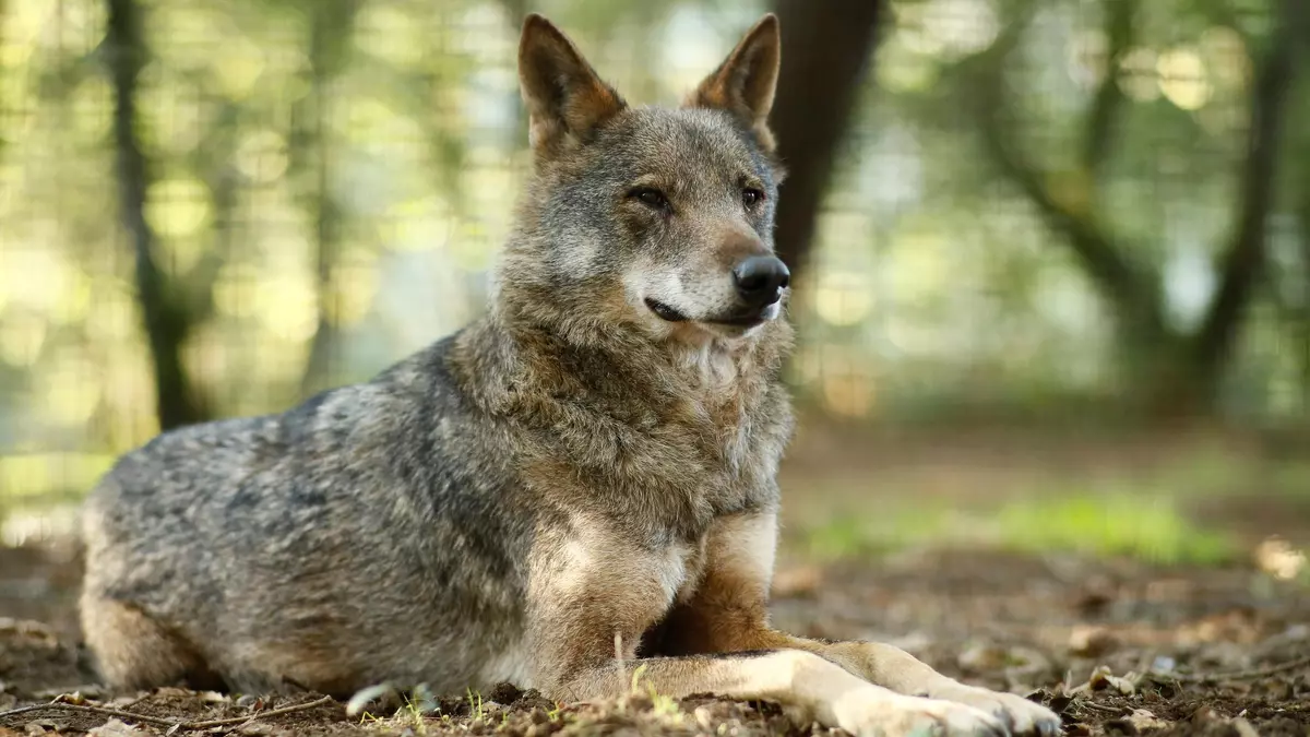 Grupos ecologistas reclaman "respeto a la ciencia frente a la demagogia contra el lobo"