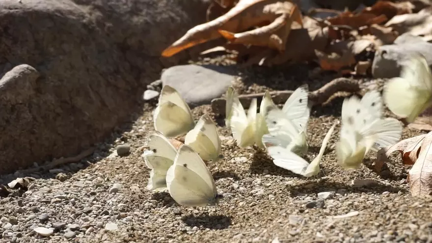 Vídeo | Àltima crea el Jardí de les Papallones al cementiri de Ripoll per generar un espai de vida
