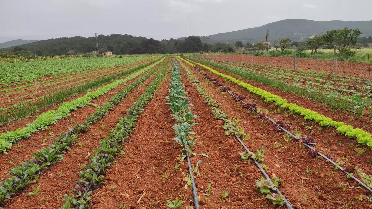 Agricultura lamenta la reducción en un 23% del presupuesto europeo destinado a ayudas al sector